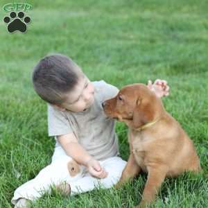 Denise, Fox Red Labrador Retriever Puppy
